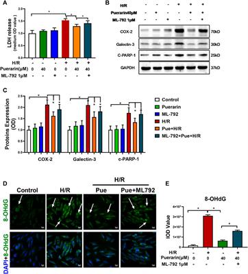 Upregulation of Small Ubiquitin-Like Modifier 2 and Protein SUMOylation as a Cardioprotective Mechanism Against Myocardial Ischemia-Reperfusion Injury